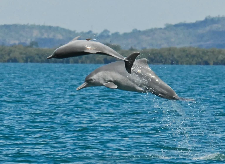 Dolphin Lovina Bali Tour - Lovina Bali Tour