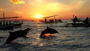 Sunrise dolphin watching and snorkeling packages (7)