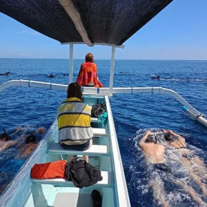 Book Dolphin Tour Lovina Bali today and enjoy the Lovina Dolphin Sunrise Tour. Get a cheap dolphin tour Lovina with safe boats and local experts.
