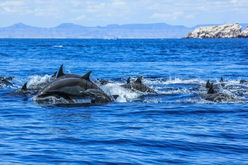 Lovina Dolphin Sunrise Tour