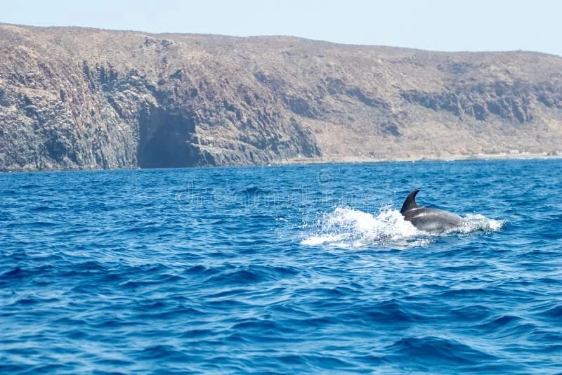 Dolphin Tour Lovina