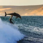 Book Dolphin Tour Lovina 2026