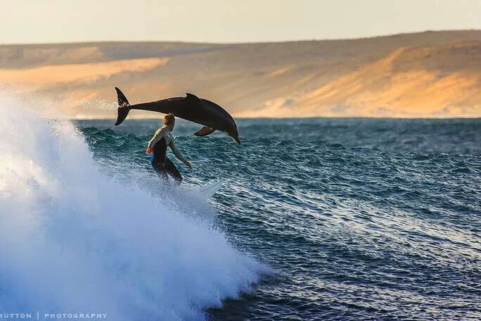 Book Dolphin Tour Lovina 2026