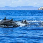 Cheap Dolphin Tour Lovina 2026