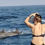 Dolphin Lovina Tour Bali