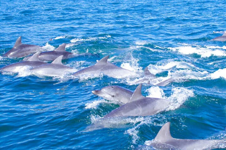 Dolphin Tour Lovina Bali 2026