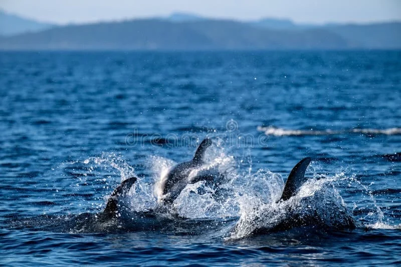 Lovina Dolphin Sunrise Tour Bali